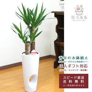 観葉植物 ユッカ(青年の木)6号穴あき陶器鉢カバー(白 赤)高さ約80cm【kan-yucc06-001002】 開店祝い 新築祝い 誕生日プレゼント 引越祝い インテリア 送料無料