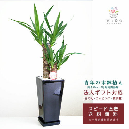 ユッカ 観葉植物 ユッカ(青年の木)6号角高陶器鉢(白黒)高さ約70cm【kan-yucc06-005006】 開店祝い 新築祝い 誕生日プレゼント 引越祝い インテリア モダン 送料無料