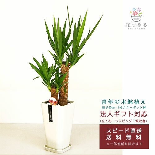 ユッカ 観葉植物 ユッカ(青年の木)6号カラーポット 高さ約65cm【kan-yucc06-008-012】 開店祝い 新築祝い 誕生日プレゼント 引越祝い インテリア モダン おしゃれな植木鉢 送料無料