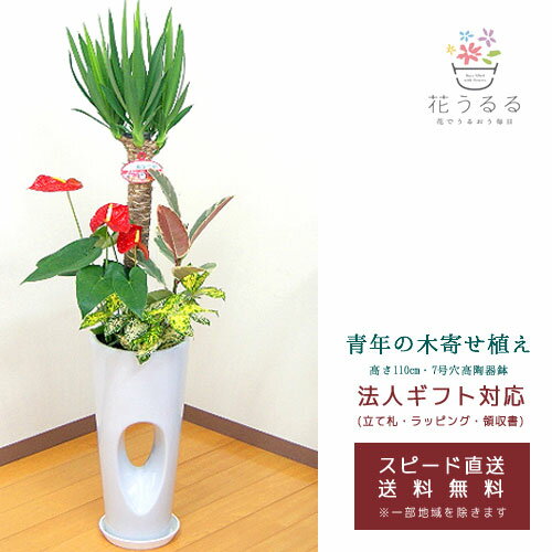 観葉植物 寄せ植え(ユッカ)7号穴高陶器鉢|(白赤黒) 高さ約1.1m 【kan-yosey07-00123】 開店祝い 新築祝い 誕生日プレゼント 引越し祝い インテリア おしゃれな植木鉢 送料無料