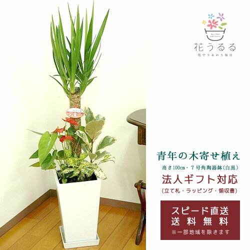 ユッカ 観葉植物 寄せ植え(ユッカ)7号角陶器鉢|(白黒) 高さ約1m 【kan-yosey-07-004005】開店祝い 新築祝い 誕生日プレゼント 引越祝い インテリア おしゃれな植木鉢 送料無料