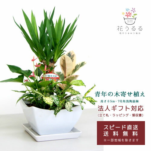 ユッカ 観葉植物 寄せ植え(ユッカ)7号角浅陶器鉢 高さ約65cm 【kan-yosey07-006】開店祝い 新築祝い 誕生日プレゼント 引越祝い インテリア おしゃれな植木鉢 送料無料