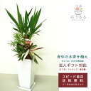 ユッカ 観葉植物 寄せ植え(ユッカ)6号角高陶器鉢|(白黒) 高さ約75cm【kan-yosey06-001002】開店祝い 新築祝い 誕生日プレゼント 引越祝い インテリア 送料無料