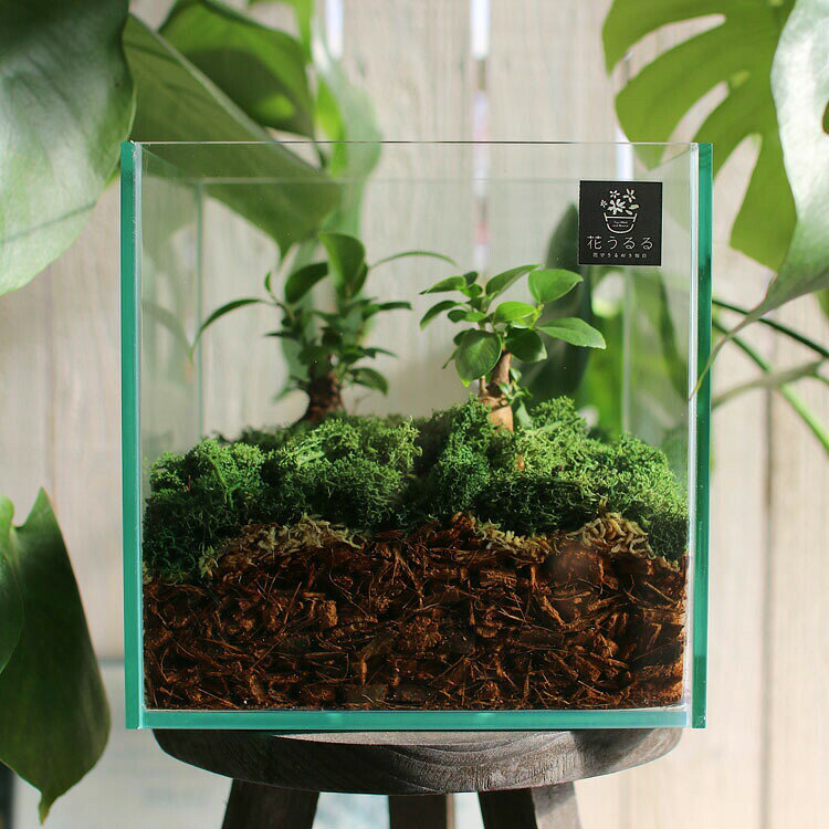 送料無料 観葉植物 [テラリウム Mサイズ] (ガジュマル×2) (ガラス ケース インテリ...