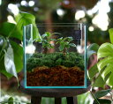 送料無料 観葉植物  (ガジュマル×2) (ガラス ケース インテリア 完成品 観葉植物 モダン アクアリウム おしゃれ 水槽 開店祝い 新築祝い