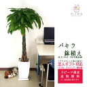 観葉植物 パキラ8号角陶器鉢 高さ約1.1m 【pach08-003 】大型 開店祝い 新築祝い 誕生日プレゼント 引越し祝い インテリア アジアン モダン ス...