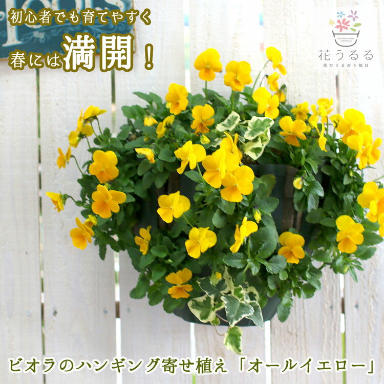 [送料無料] ビオラのハンギングバスケット寄せ植え「オールイエロー」 (シンプル)開花期：今から初夏まで(ハンギング/寄せ植え 秋/ ギフト/花/フラワー/誕生日 プレゼント寄植え/ガーデニング/フェンス/プランター
