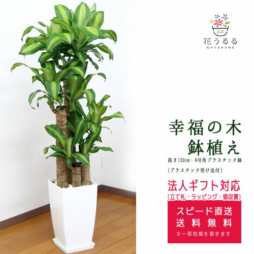 幸福の木 観葉植物 観葉植物 幸福の木8号角プラスチック鉢 高さ約1.2m ドラセナ・マッサンゲアナ 【mass08-005】大型 開店祝い 新築祝い 引越し祝い インテリア モダン スクエア おしゃれな植木鉢 送料無料