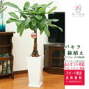 観葉植物 パキラ 7号角高陶器鉢 高さ約100cm 大型 開店祝い 新築祝い 誕生日プレゼント 引越し祝い インテリア アジアン モダン スクエア 送料無料