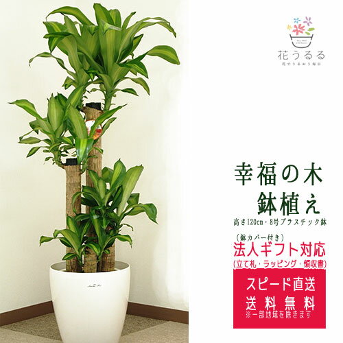 幸福の木 観葉植物 観葉植物 幸福の木8号プラスチック鉢(鉢カバー付) 高さ約1.2m ドラセナ・マッサンゲアナ 【mass08-006 】大型 開店祝い 新築祝い 引越し祝い インテリア アジアン モダン おしゃれな植木鉢 送料無料