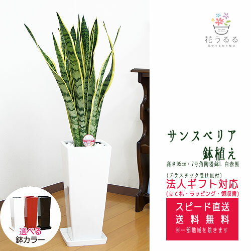 観葉植物 サンスベリア 7号 角陶器鉢スリム(白赤黒)高さ約95cm サンセベリア トラノオ【sans07-00678】 開店祝い 新築祝い 誕生日プレゼント 引越し祝い インテリア アジアン モダン スクエア おしゃれな植木鉢 送料無料