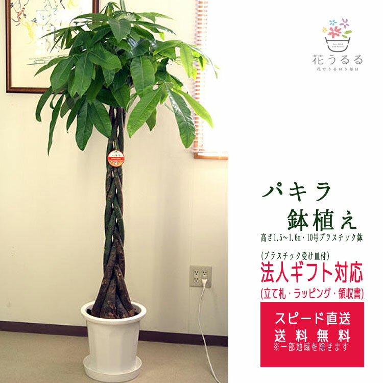 観葉植物 パキラ 10号プラスチック鉢 高さ約1.6m前後【pach10-001】大型 開店祝い 新築祝い 誕生日 プレゼント 引越し祝い インテリア カフェ おしゃれ 植木鉢 送料無料 鉢植え 店舗 鉢 ギフト 開業祝い 友人 創業 開店お祝い 贈り物 発財樹 美容室 会社 法人 移転祝い