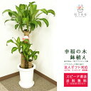 観葉植物 幸福の木7号プラスチック鉢 高さ約90cm ドラセナ・マッサンゲアナ【mass07-004 】 開店祝い 新築祝い 誕生日プレゼント 引越祝い インテリア おしゃれ 植木鉢 送料無料