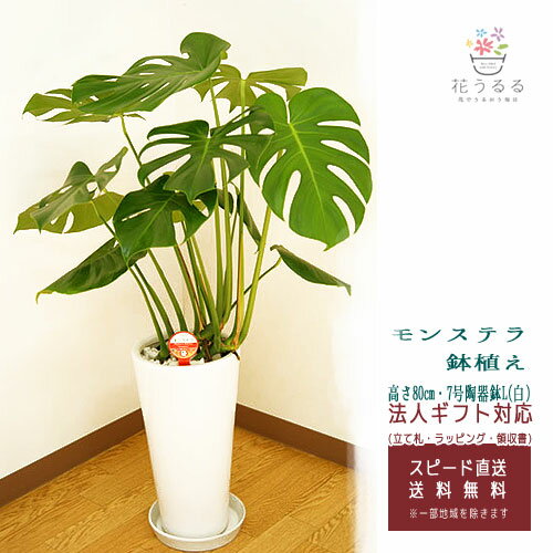 観葉植物 モンステラ7号陶器鉢L(白) 