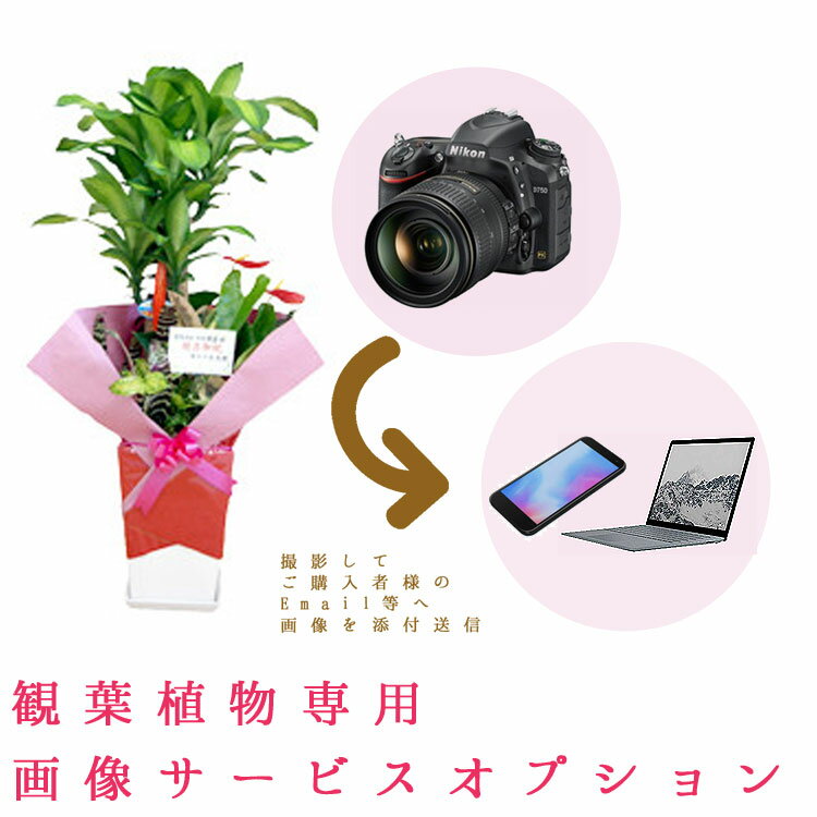 画像送信サービス オプション 観葉植物 専用 写真 撮影