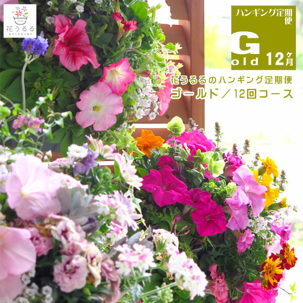 寄せ植え 【花うるる ハンギング 寄せ植え 定期便】ゴールドーコース12か月 (サブスク ハンギングバスケット 春 夏 定期購入 セット ギフト 花 フラワー ベランダ 花飾り プレゼント 通販 鉢植え おしゃれ 送料無料 苗 玄関 ガーデニング お花 フラワーギフト 母 完成品 花苗 寄植え