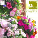 【花うるる ハンギング 寄せ植え 定期便】ゴールドーコース12か月 (サブスク ハンギングバスケット 春 夏 定期購入 セット ギフト 花 フラワー ベランダ 花飾り プレゼント 通販 鉢植え おしゃれ 送料無料 苗 玄関 ガーデニング お花 フラワーギフト 母 完成品 花苗 寄植え