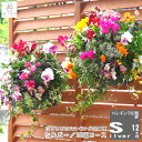 【花うるる ハンギング 寄せ植え 定期便】シルバーコース12か月 (サブスク ハンギングバスケット 春 夏 定期購入 セット ギフト 花 フラワー ベランダ 花...