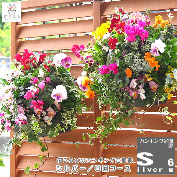 楽天花うるる〜花でうるおう毎日【花うるる ハンギング 寄せ植え 定期便】シルバーコース6回（半年-1年） （サブスク ハンギングバスケット 春 夏 定期購入 セット ギフト 花 フラワー ベランダ プレゼント 通販 鉢植え おしゃれ 送料無料 苗 玄関 ガーデニング お花 フラワーギフト 母 完成品 花苗 寄植え