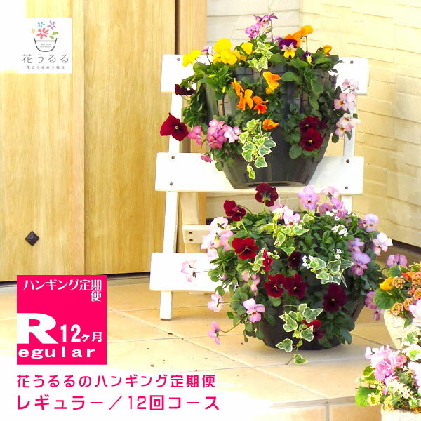 バスケット（アートフラワー） 【花うるる ハンギング 寄せ植え 定期便】レギュラーコース12か月 (サブスク ハンギングバスケット 春 夏 定期購入 セット ギフト 花 フラワー ベランダ 花飾り プレゼント 通販 鉢植え おしゃれ 送料無料 苗 玄関 ガーデニング お花 フラワーギフト 母 完成品 花苗 寄植え