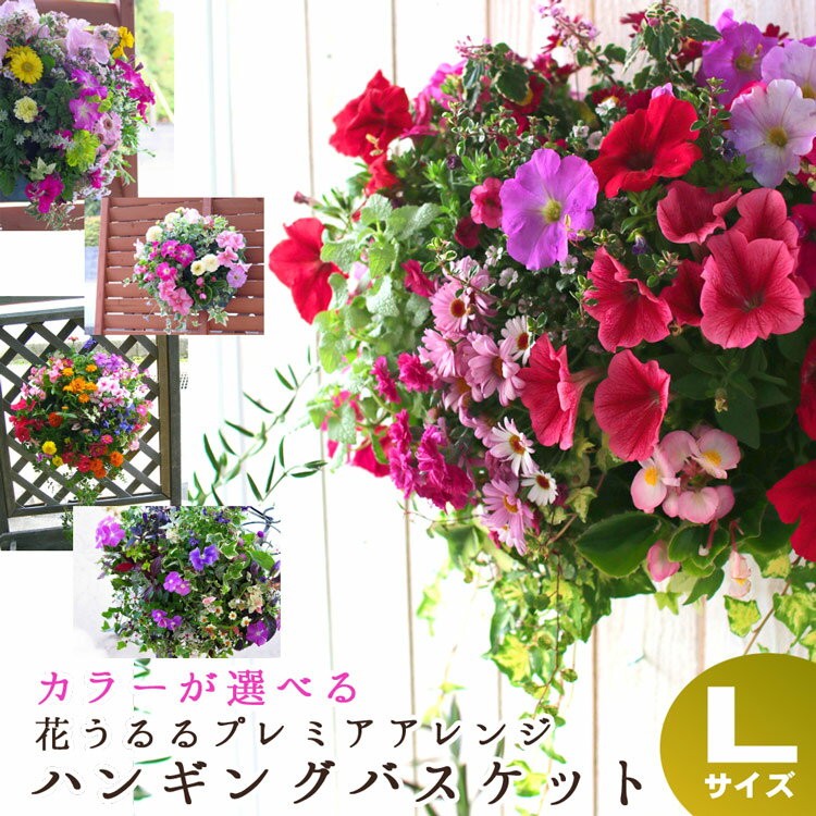 寄せ植え 花うるる おまかせハンギング 寄せ植え Lサイズ(4月から11月まで開花) (春 夏 セット ギフト 花 鉢 寄植え 鉢植え 壁掛け ハンギングバスケット 通販 プレゼント 花ギフト おしゃれ 珍しい 苗 玄関 お花 フラワーギフト 誕生日 完成品 花苗 プランター