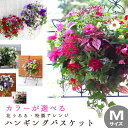 花うるる おまかせハンギング 寄せ植え Mサイズ(4月から11月まで開花) (春 夏 セット ギフト 花 鉢 寄植え 鉢植え 壁…