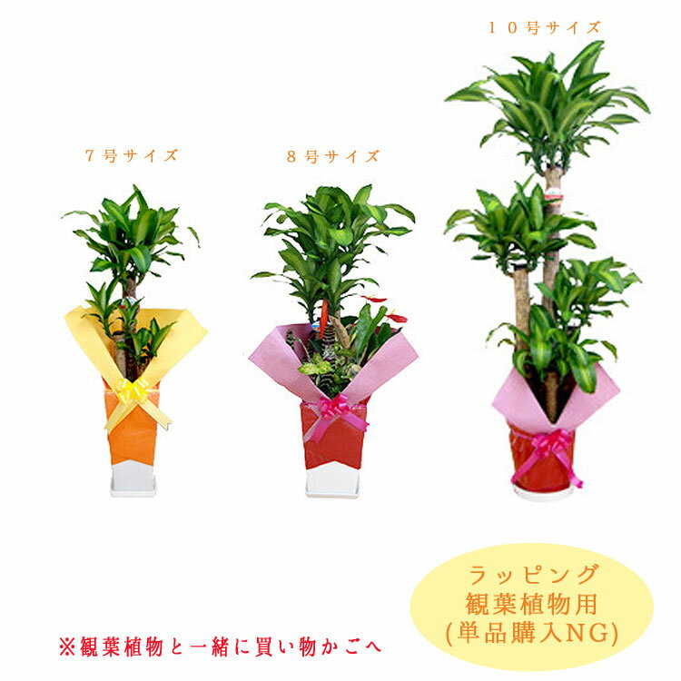 【※オプション※】ラッピング 観葉植物 用（※観葉と同時注文の場合のみ有効）