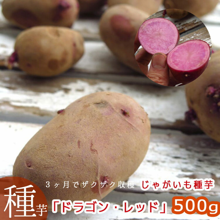 【じゃがいも 種イモ レア品種】春植え 春植え「ドラゴン・レッド(西海31号)500g」 長崎県産 レア品種 種 ばれいしょ ジャガイモ 種イモ 家庭菜園 苗 夏 じゃがいも じゃが芋 種芋 種いも いも 芋 馬鈴薯 マツコの知らない世界