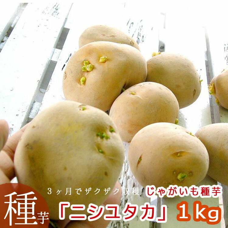 ジャガイモの植え方を図解で解説 種芋の切り方や植える間隔 深さは Botanica