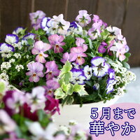 寄せ植え/苗/セット/ギフト/花/鉢植え/ハンギングバスケット/...