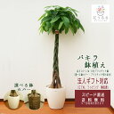 観葉植物 パキラ10号 選べる鉢カバー 2種 高さ約1.6〜1.7m 【pach10-002003】大型 開店祝い 新築祝い プレゼント 引越し祝い インテリア...