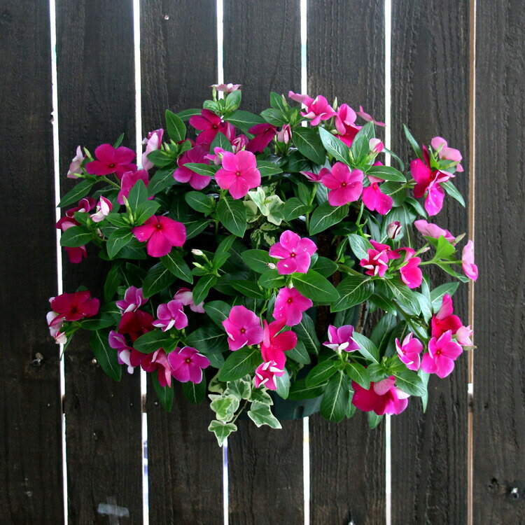 花うるる ハンギング 寄せ植え 日日草 [バーガンディ](シンプル10株植え) 5-11月開花(ビンカ ニチニチソウ の 花 日々草 秋 ギフト フラワー 玄関 セット 苗 ハンギングバスケット 苗 品種 鉢 ギフト プレゼント バスケットのサムネイル