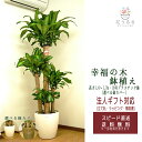 観葉植物 幸福の木10号 プラスチック鉢 選べる鉢カバー 2種 高さ約1.8m ドラセナ・マッサンゲアナ 【mass10-002003】大型 開店祝い 新築祝い...