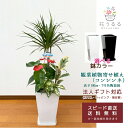 観葉植物 寄せ植え(コンシンネ)7号角陶器鉢|(白黒) 高さ約1m 【kan-yosec07-004005】開店祝い 新築祝い 誕生日 引越祝い インテリア おしゃれ 送料無料