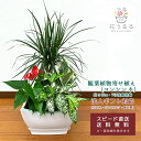観葉植物 寄せ植え(コンシンネ)7号角浅陶器鉢 高さ約65cm 【kan-yosec07-006】開店祝い 新築祝い 誕生日 引越祝い インテリア おしゃれな 送料無料