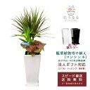 観葉植物 寄せ植え(コンシンネ)6号角高陶器鉢|(白黒) 高さ約75cm【kan-yosec06-001002】開店祝い 新築祝い 誕生日プレゼント 引越祝い インテリア 送料無料