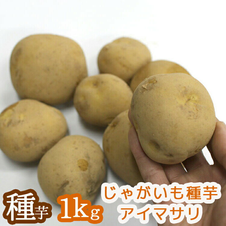 春植え じゃがいも 種イモ「アイマサリ 1kg」（長崎県産） [検査合格済]馬鈴薯 じゃがいも 種いも【苗/種/ばれいしょ/ジャガイモ/家庭菜園/苗/ 春 冬