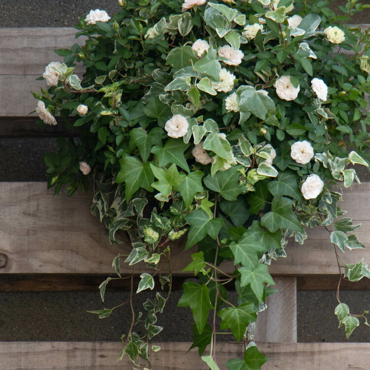 ＼宿根草なのでコスパ抜群／ミニバラの花うるるハンギング寄せ植え [グリーンアイス](シンプル10株植え) 開花期:5月…