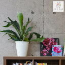 観葉植物 コウモリラン 6号 鉢植え (開店祝い 新築祝い 誕生日プレゼント 引越祝い インテリア モダン おしゃれ 送料無料)