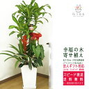 観葉植物 寄せ植え(幸福の木)9号角陶器鉢 高さ約1.25m 【yosem09-001】大型 開店祝い 新築祝い 誕生日プレゼント 引越し祝い インテリア おし...