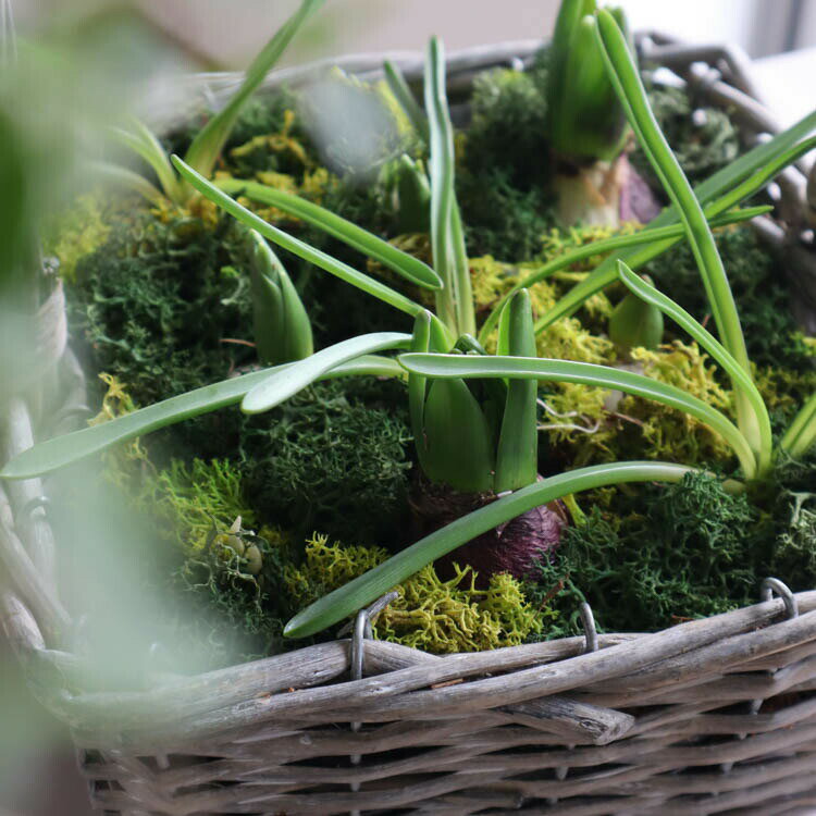 ＼数量完全限定／【送料無料】花うるるアレンジ 春待ちかご寄せ植え「芽出し球根のスプリングバスケット」(ガーデニング 園芸 春 ギフト 歓送迎 鉢植え 玄関 寄せ植え