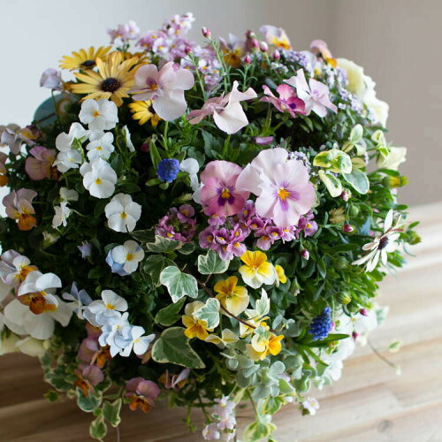 花うるる ハンギング 寄せ植え フラワーギフト 春 誕生日 玄関豪華 ビ...