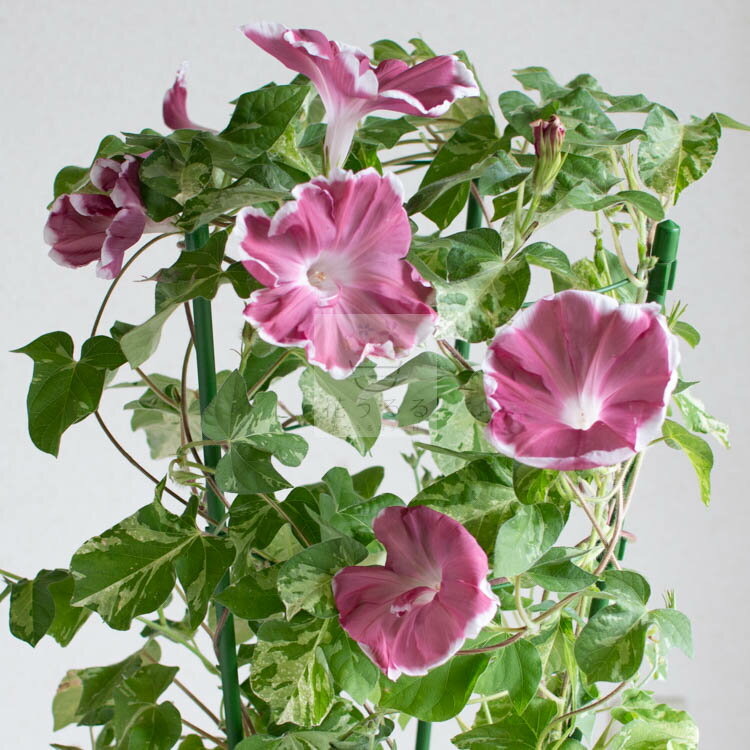 朝顔（アサガオ）の行燈(あんどん)仕立て　6号鉢　（あさがお 種 鉢植え 苗 鉢 お中元） 暁のサムネイル