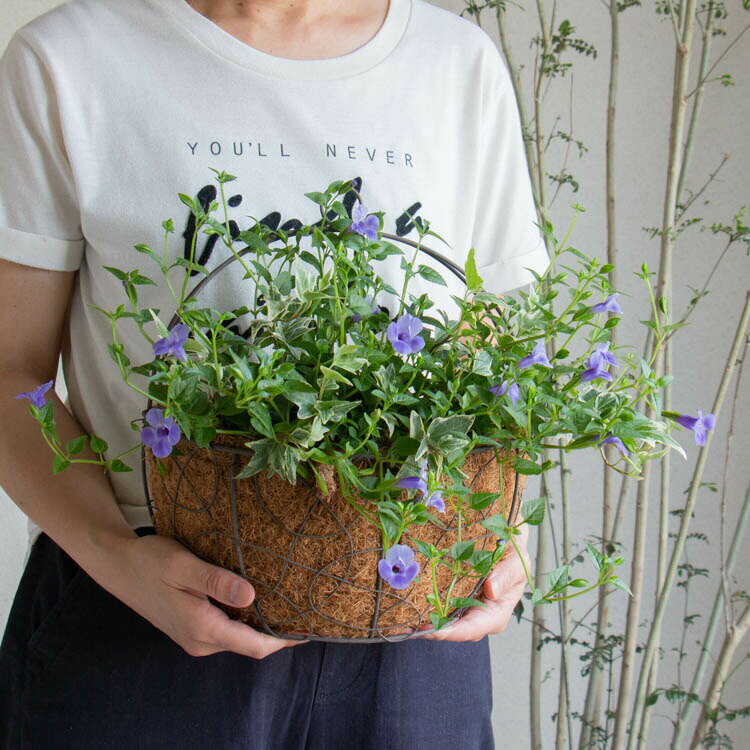 数量限定 ハンギング 寄せ植え 花うるる アレンジ【這性トレニア 壁掛け型 ヤシマット ハンギング】(スーパートレニア 栄養系 寄せ植え 夏ギフト お中元 サマーギフト フラワー ギフト ガーデニング セット 贈り物 鉢 誕生日 バスケットのサムネイル