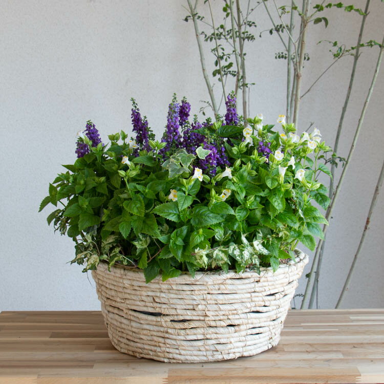 【すぐに発送】＼現品限り／送料無料 2023 夏の新作 寄せ植え 花うるる アレンジ （かご大）【ブルー】(寄せ植え 夏ギフト お中元 サマーギフト フラワー ギフト ガーデニング セット 贈り物 鉢 誕生日 バスケットのサムネイル