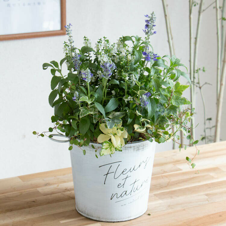 【すぐに発送】＼売り尽くし大放出／数量限定 2023 夏の新作 寄せ植え 花うるる アレンジ (ポット型ブリキ) (寄せ植え 夏ギフト お中元 サマーギフト フラワー ギフト ガーデニング セット 贈り物 鉢 誕生日 バスケットのサムネイル