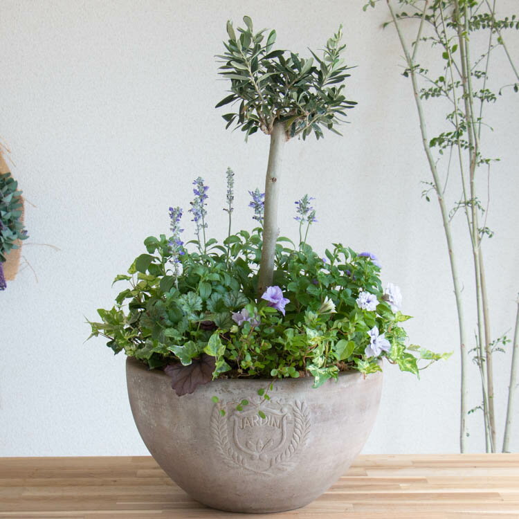【すぐに発送】＼売り尽くし大放出／数量限定 2023 夏の新作 寄せ植え 花うるる アレンジ 【オリーブ（ブルー）】 テラコッタ 丸(トピアリー 寄せ植え 夏ギフト お中元 サマーギフト フラワー ギフト ガーデニング セット 贈り物 鉢 誕生日 バスケットのサムネイル