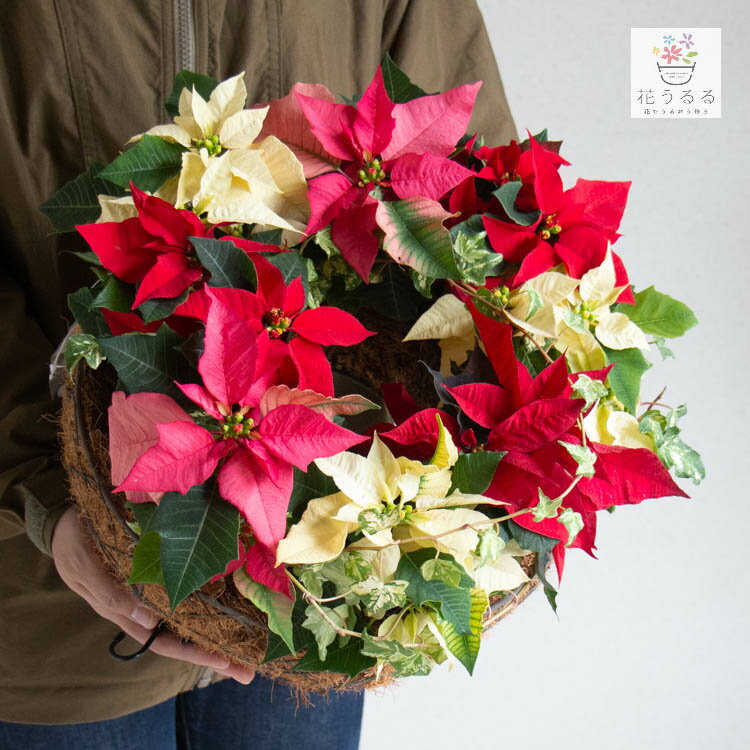 ポインセチアのリース寄せ植え [カラーmix]室内 クリスマス 飾り 冬 ギフト プレゼント ハンギング バスケット お歳暮 フラワーギフト 玄関 誕生日 プレゼント 女性 花 結婚記念日 おしゃれ 新築祝い 退職祝い 秋冬 鉢植え 鉢花 フラワー バスケット 屋外 ギフト 寄植え 生花のサムネイル
