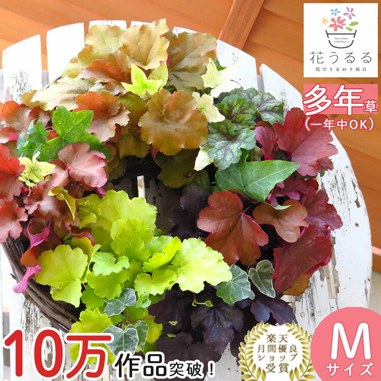 【リースの寄せ植え】大人気カラーリーフ「ヒューケラ」のリース型寄せ植え(宿根草/多年草/ヒューケラ/ドルチェ/苗キャラメル/シルバー/ライム/寄せ植え/ハンギングバスケット/春/夏/秋/冬/屋外/玄関/ギフト/ガーデニング/セット/誕生日/限定/新築祝い/リングのサムネイル