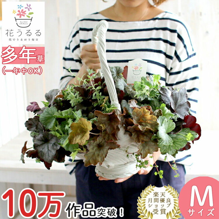 【送料無料】吊り下げ型バスケット(綱木紋)の寄せ植え作品[ヒューケラ MIX〜kurama](宿根草/多年草/ヒューケラ/ドルチェ/苗キャラメル/シルバー/ライム/寄せ植え/ハンギングバスケット/春/夏/秋/冬/屋外/玄関/ギフト/ガーデニング/セット/誕生日/限定/新築祝いのサムネイル